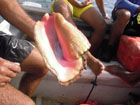 Conch Conservation Volunteering in Colombia & the Caribbean