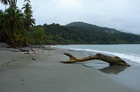 Gorgona Island Beaches